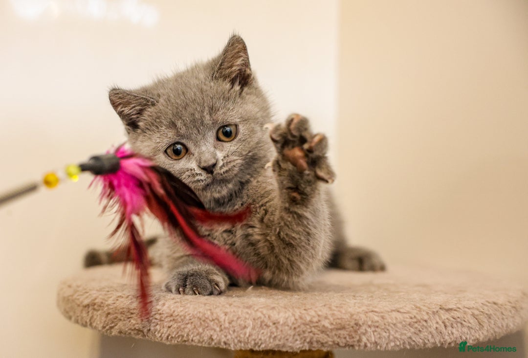 British Shorthair cats for sale:  2 British Shorthair Kittens ready now!  - Image 4