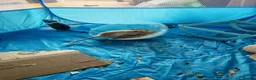 Gerbil rodents for sale: Male gerbils  in Gloucester - Advert 5