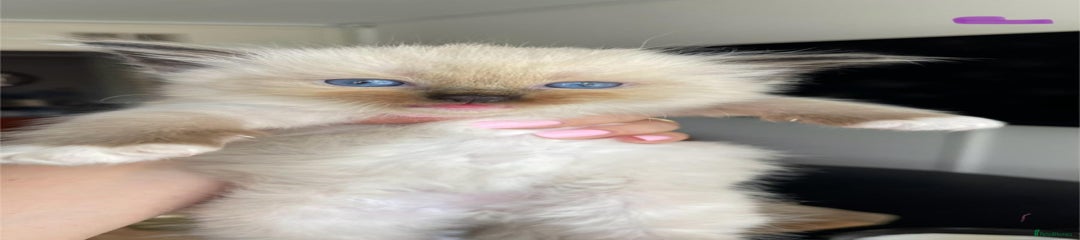 Ragdoll Kitten 3