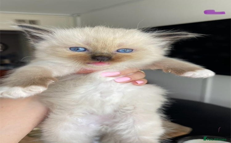 Ragdoll cats - Advert 9