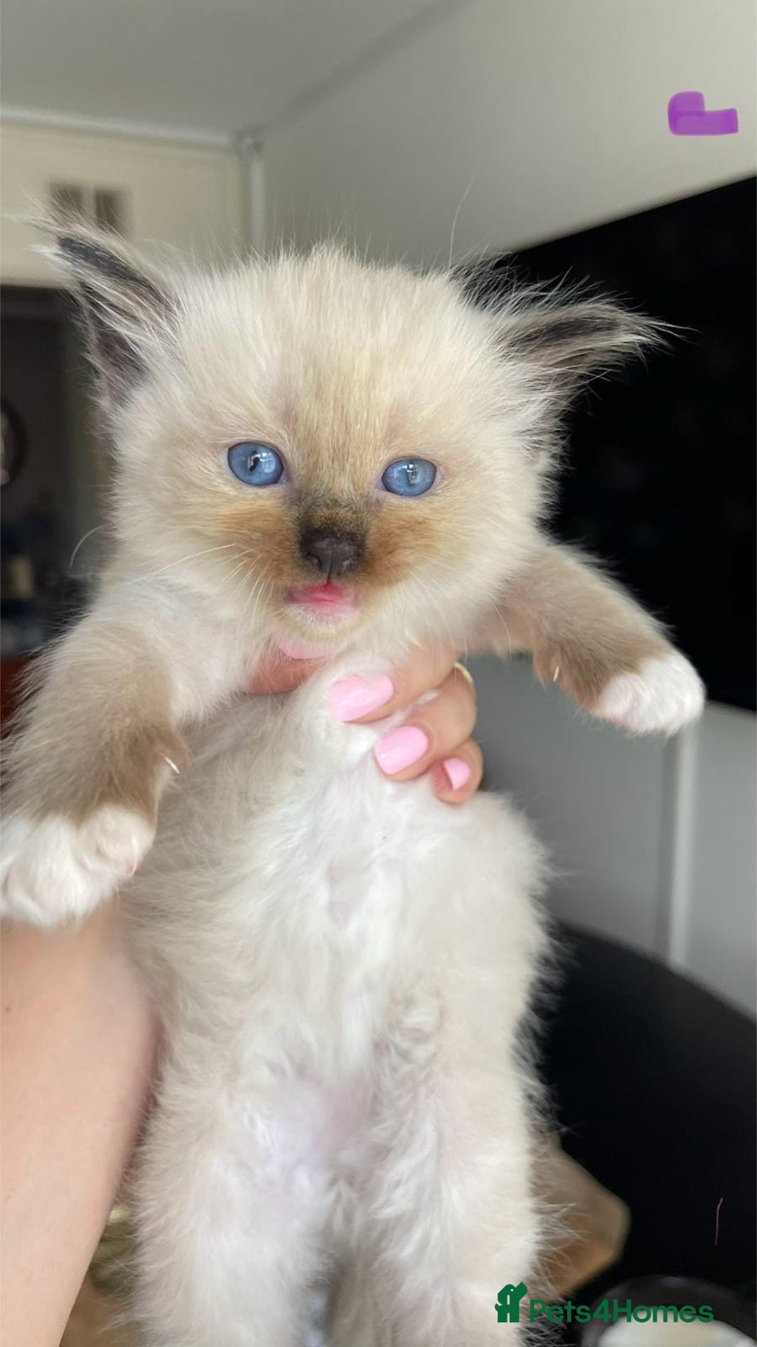 Ragdoll cats for sale: ragdoll kittens  - Image 1