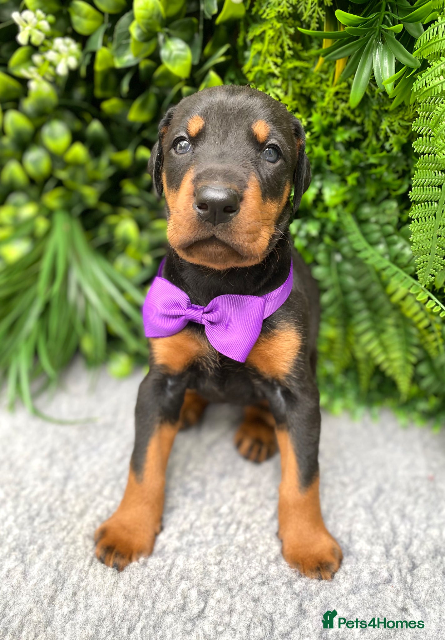 Dobermann dogs *KC REGISTERED* HEALTH TESTED DOBERMAN PUPPIES* - Advert 1