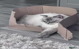 Ragdoll cats for sale: Beloved Ragdoll for sale! - Image 4