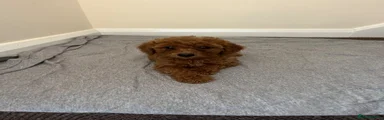 Miniature Poodle 8