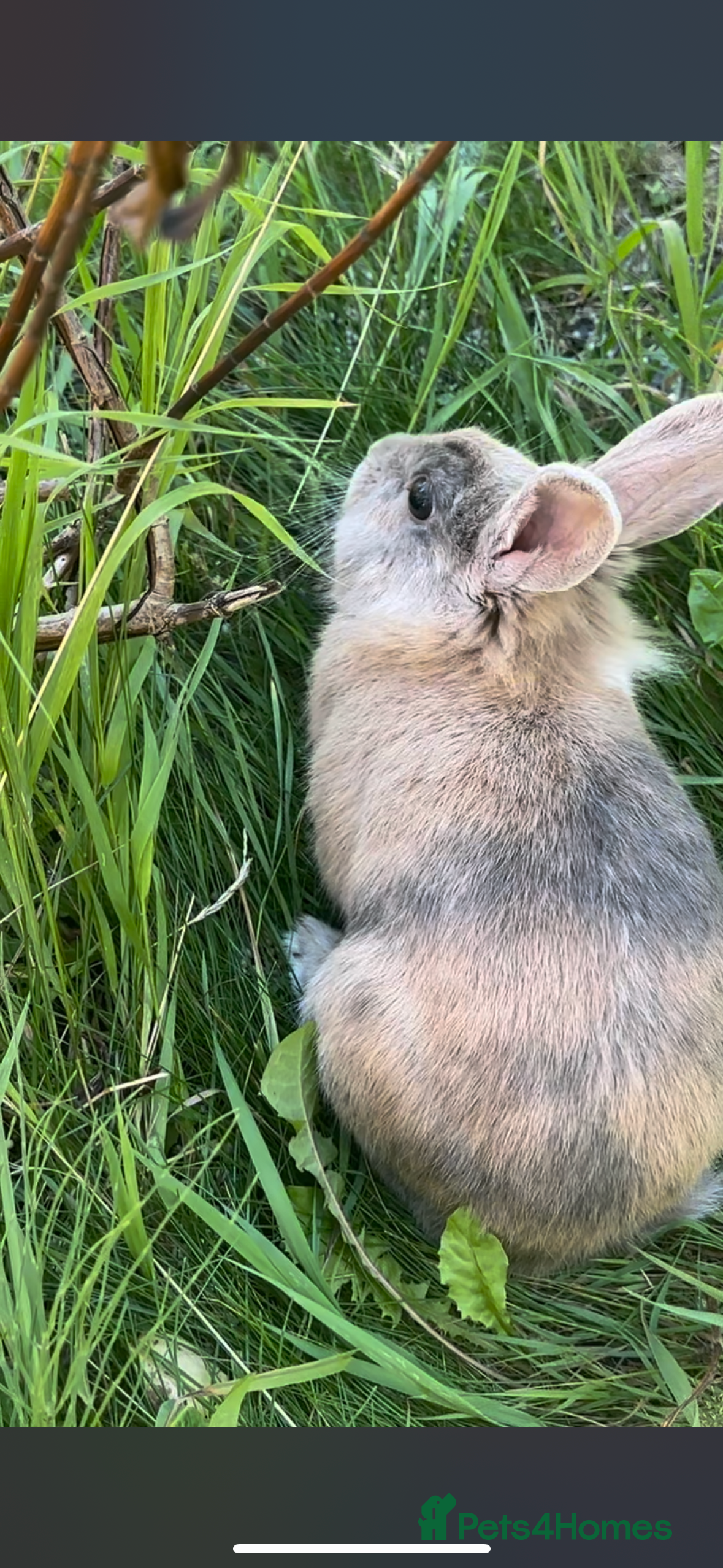 Belgian Hares rabbits Beautiful friendly rabbit with cage - Advert 2