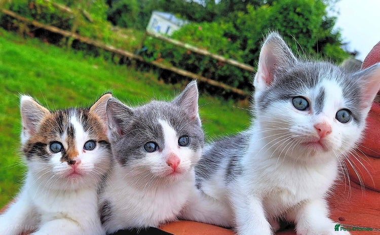 Mixed Breed cats - Advert 1