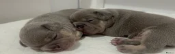 French Bulldog dogs for sale: Gorgeous French Bulldog Puppies - Ready Now⁠ - Advert 17