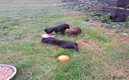 Patterdale Terrier dogs for sale: 4 Lovely Patterdale Puppies - Image 7