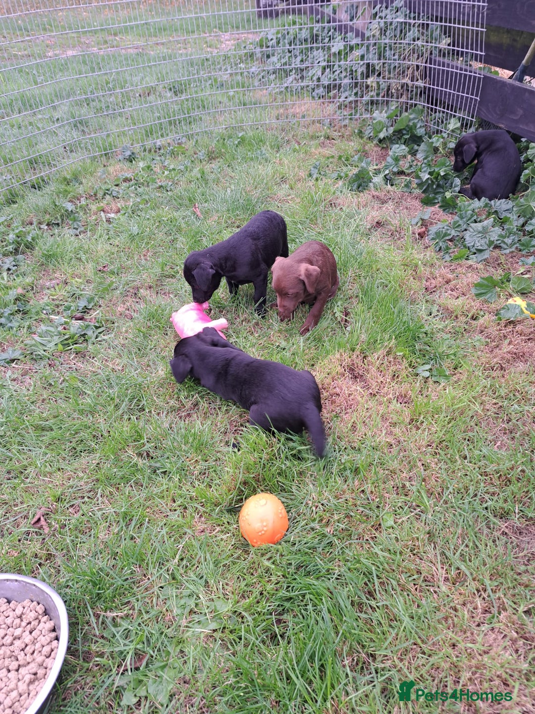 Patterdale Terrier dogs for sale: 4 Lovely Patterdale Puppies - Image 7