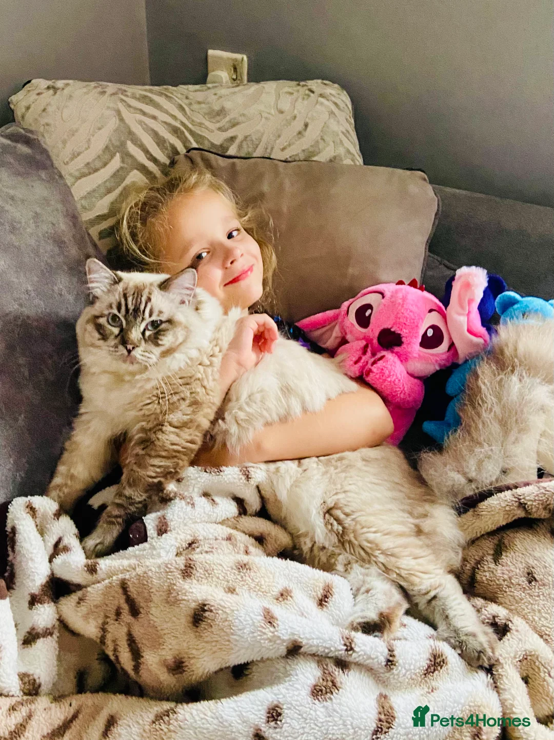 Ragdoll cats for stud: Stunning seal tabby point stud for selected queens in Manchester - Advert 6