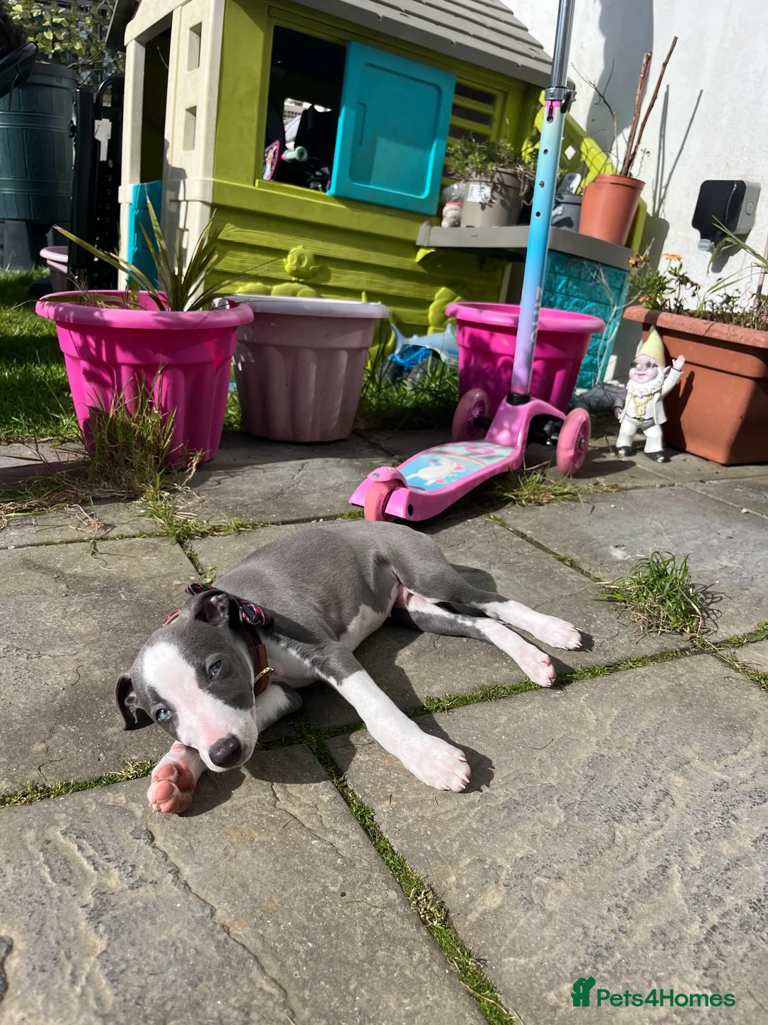 Whippet dogs for stud: Beautiful pedigree whippet for stud - Advert 4