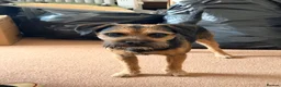 Border Terrier dogs for stud: KC Reg, SLEM clear first time stud in Ripon - Advert 7