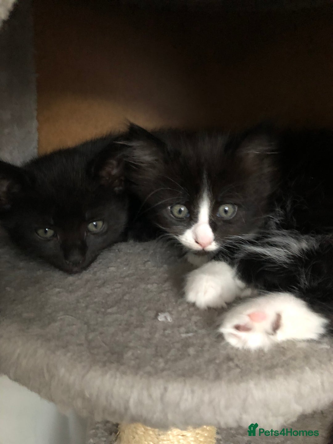 Mixed Breed cats for sale: two beautiful family raised kittens  - Image 3