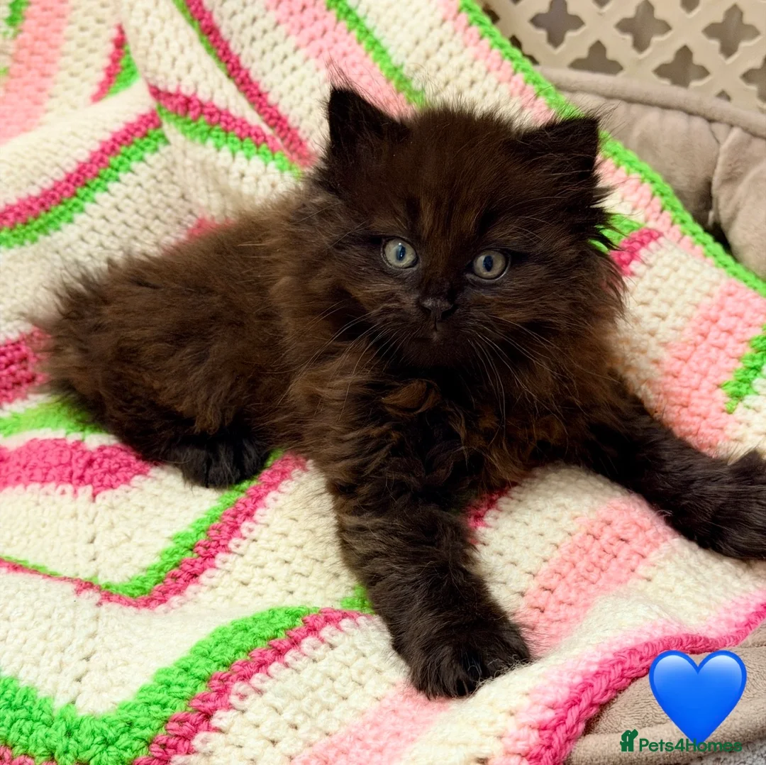 Mixed Breed cats for sale: 💖 MAINE COON X RAGDOLL *PARENTS HEALTH TESTED* 💖 - Advert 9