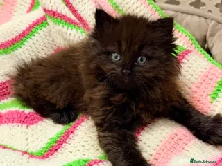 Mixed Breed cats 💖 MAINE COON X RAGDOLL *PARENTS HEALTH TESTED* 💖 - Advert 12