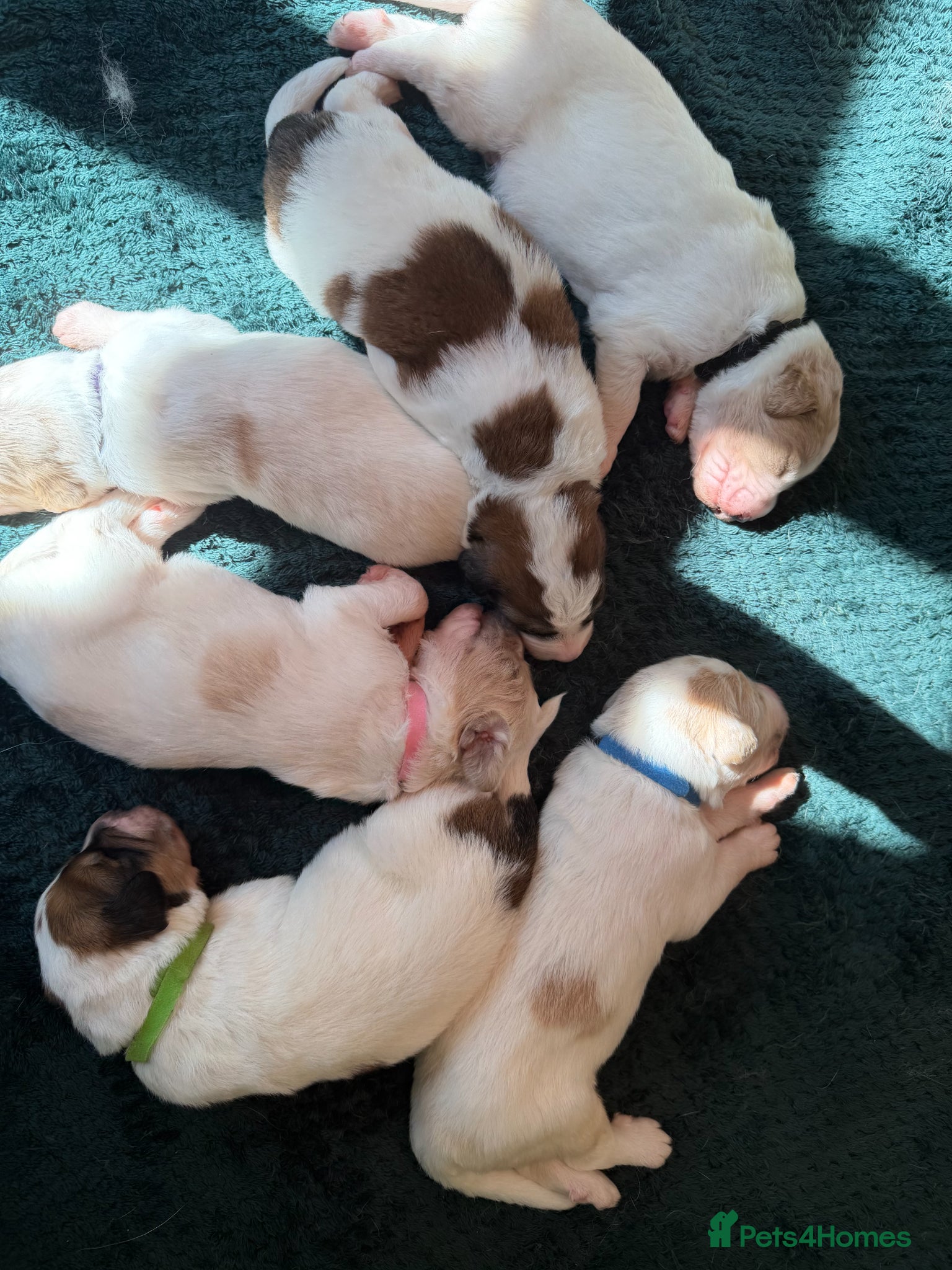 Mixed Breed dogs Exceptional Pyrenees Doodle Puppies   - Advert 2