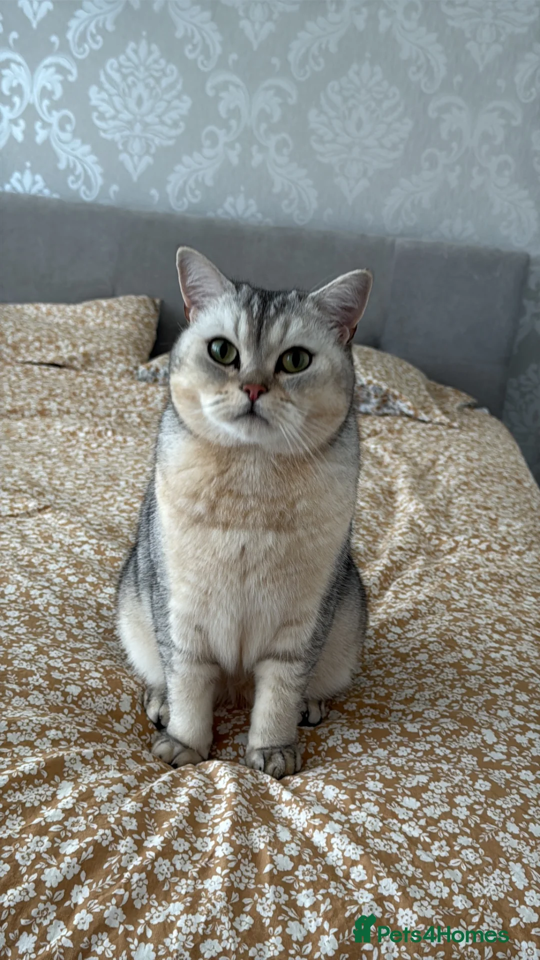 British Shorthair cats for sale: Bella and Ollie looking for a forever home  in Sidcup - Advert 13