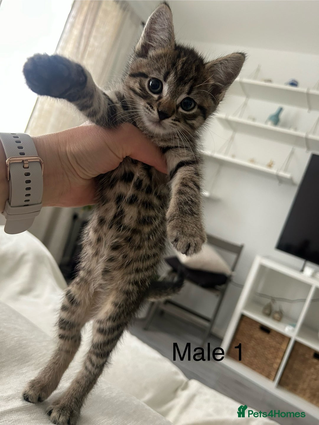 Mixed Breed cats for sale: 2 tabby kittens for sale female and male £150 each - Image 3