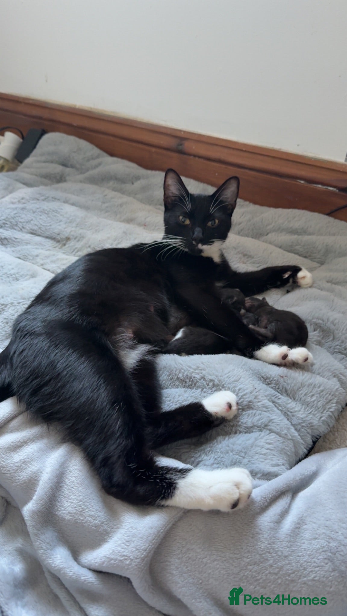 Domestic Shorthair cats Domestic shorthair kittens  - Advert 1