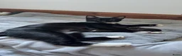 Domestic Shorthair cats for sale: Domestic shorthair kittens  - Advert 1