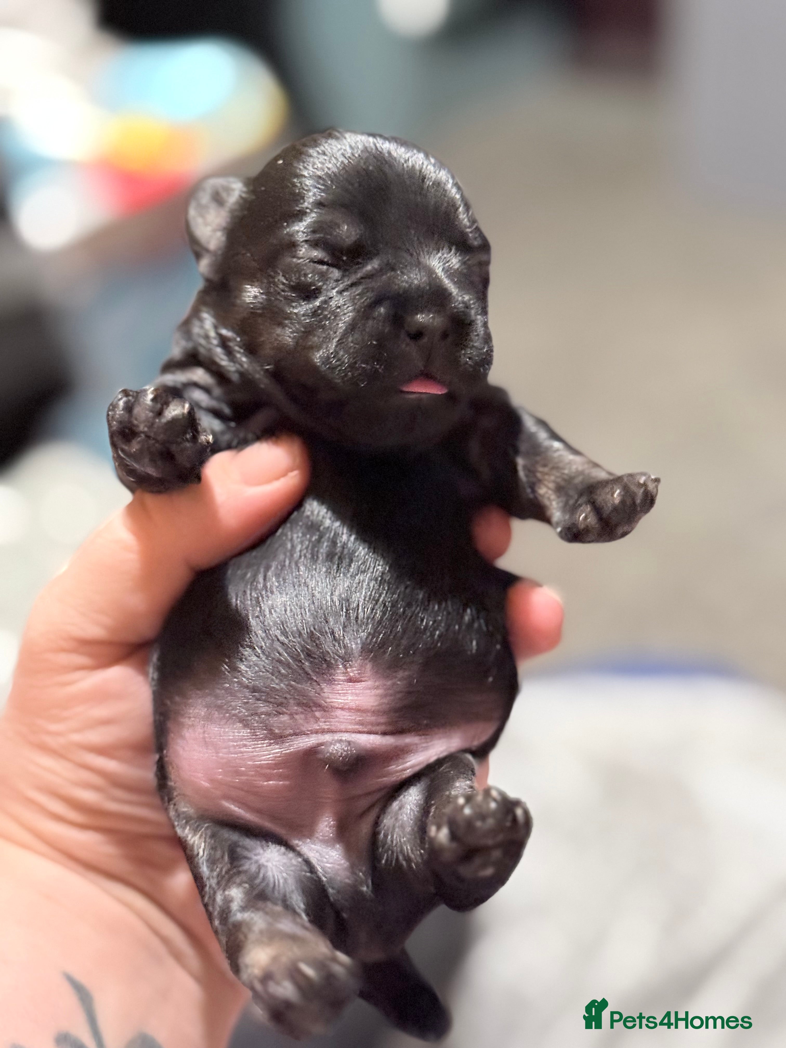 Mixed Breed dogs Frorkie puppies miniature frenchie/yorkie - Advert 1