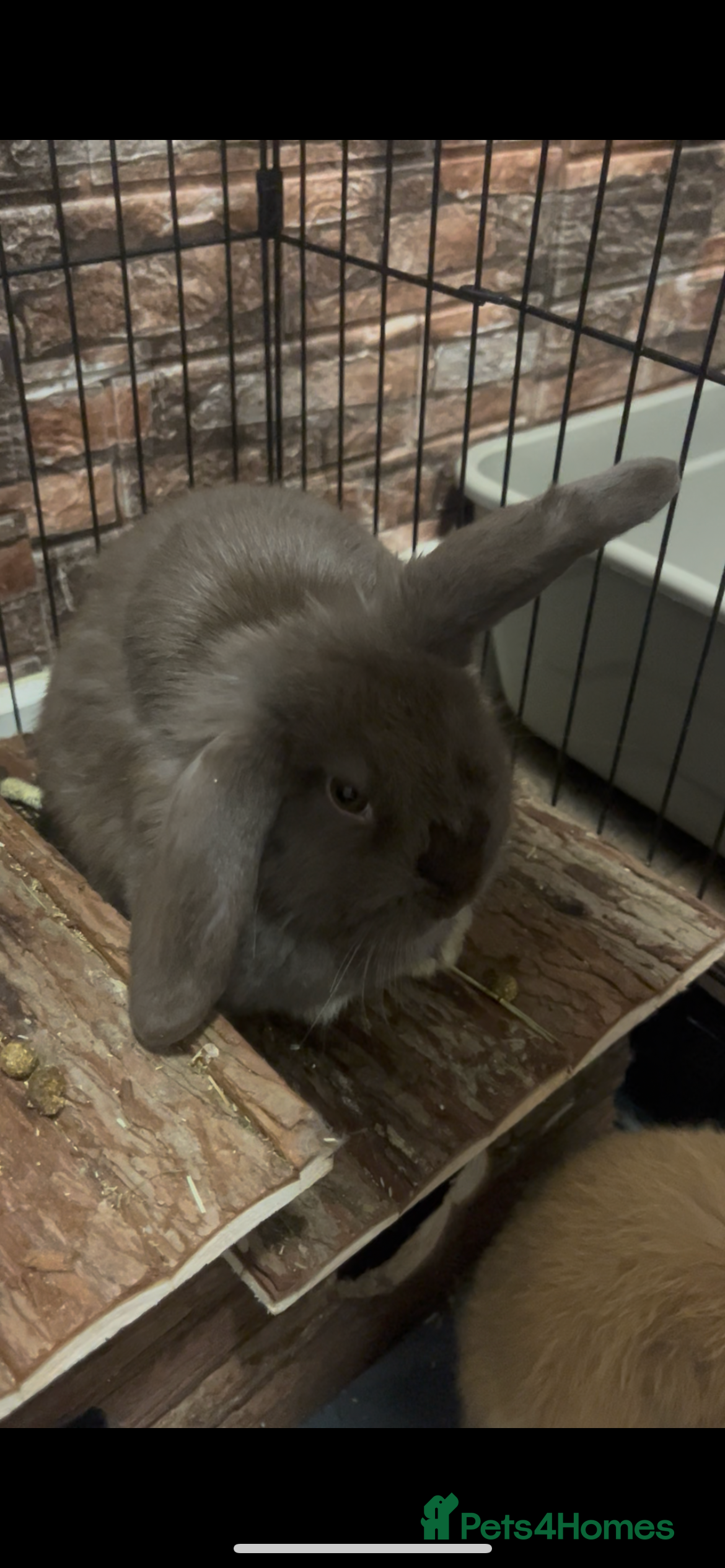 Mini Lop rabbits Beautiful mini lop - Advert 1