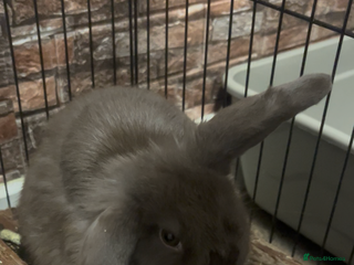 Mini Lop rabbits Beautiful mini lop - Advert 5