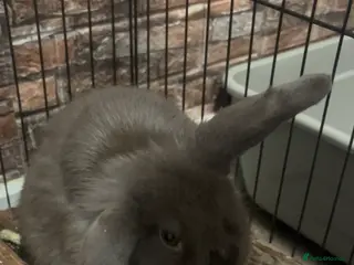 Mini Lop rabbits Beautiful mini lop - Advert 12