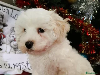 Maltipoo dogs F1 HEALTH TESTED QUALITY TOY MALTIPOO PUPPIES - Advert 3