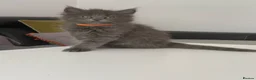 Maine Coon cats for sale: Maine coon x kittens  in Bradford - Advert 12