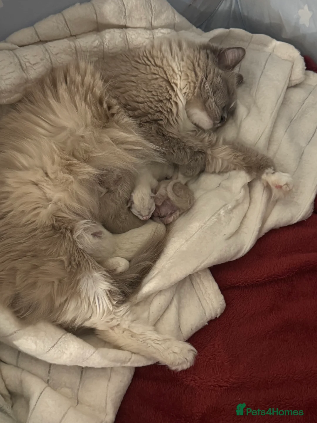 Ragdoll cats for sale: Pure breed ragdoll - Advert 5