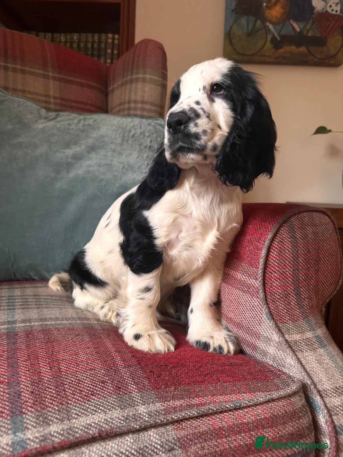 Cocker Spaniel dogs KC reg, health tested, show type cocker spaniels  - Advert 1