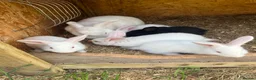 New Zealand rabbits for sale: Rabbits for sale  - Advert 8