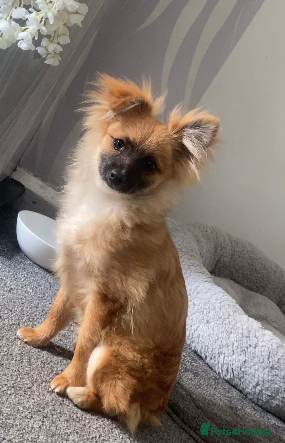 Pomeranian dogs for sale: Pomeranian boy - Image 2