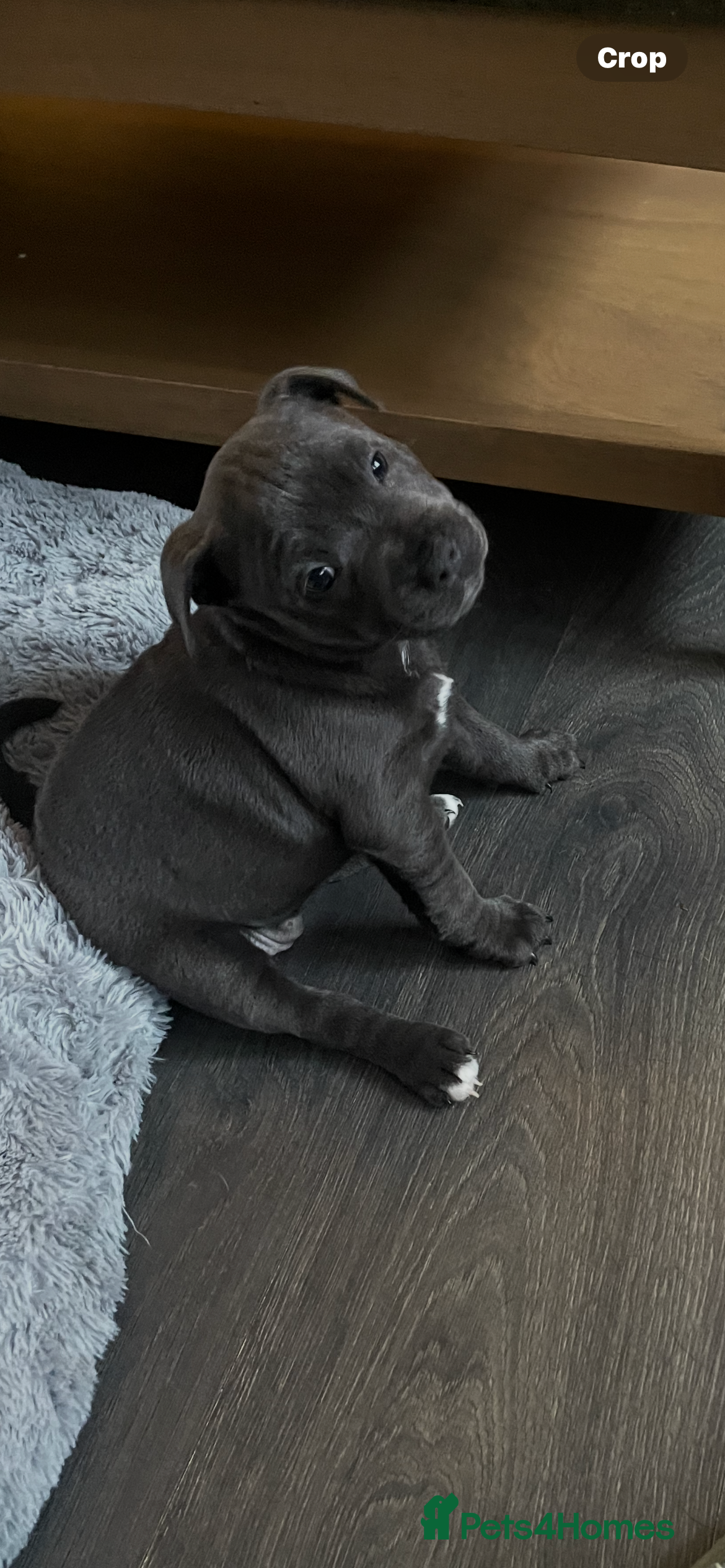 Staffordshire Bull Terrier dogs One beautiful Staffordshire bull terrier - Advert 3