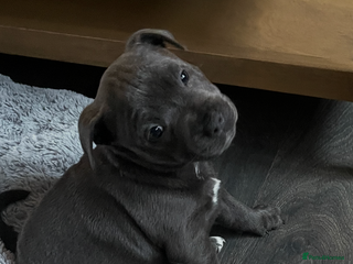 Staffordshire Bull Terrier dogs One beautiful Staffordshire bull terrier - Advert 12