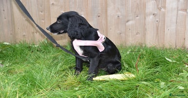 Cocker Spaniel dogs Kc ReG Cocker Spaniel Female - Advert 4