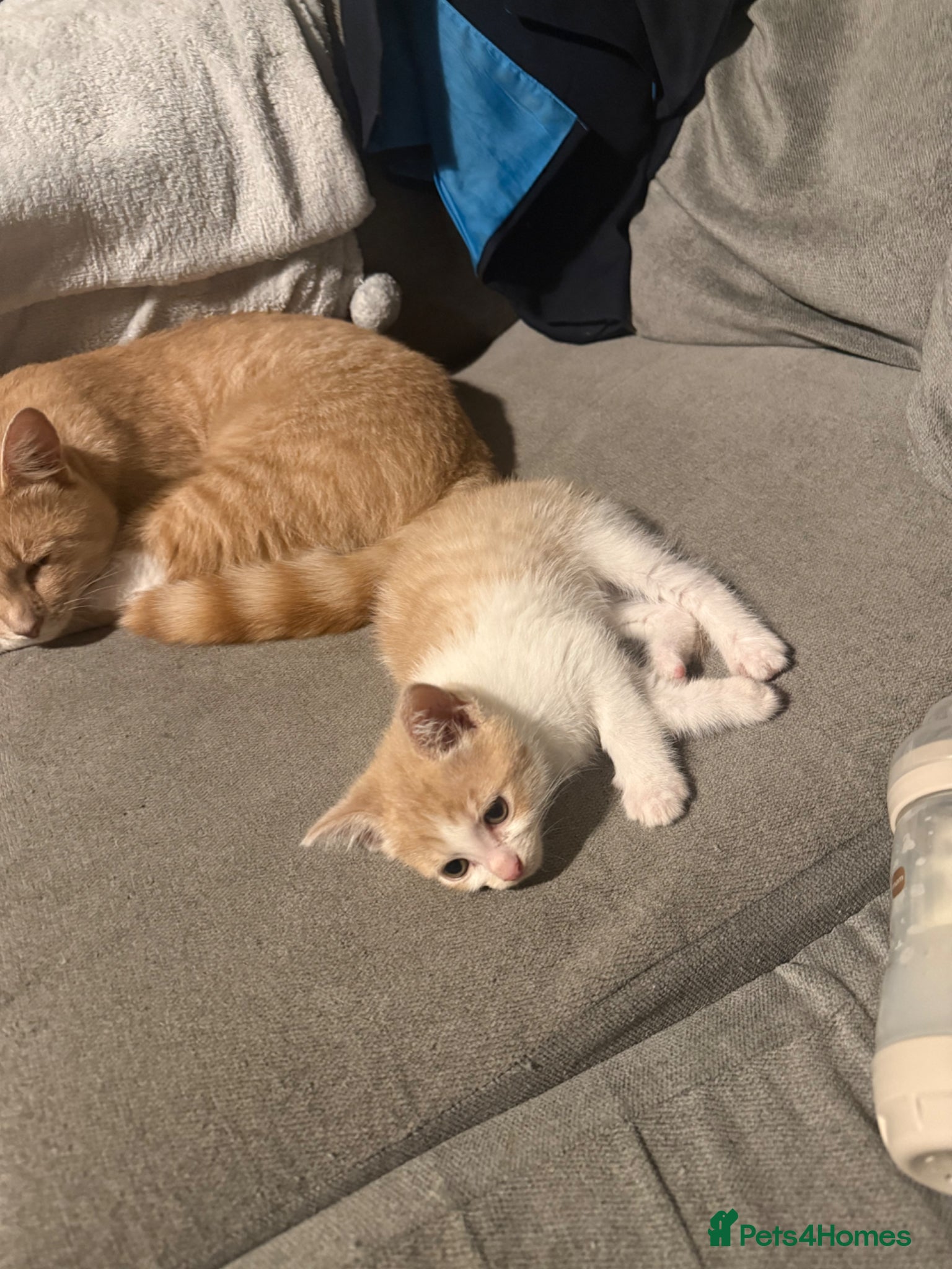 Mixed Breed cats for sale: Ragdoll x shorthair babies ready now! - Advert 19