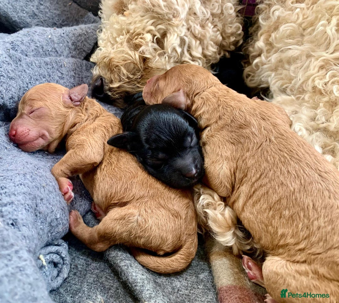 Labradoodle dogs for sale: Labradoodle puppies  - Image 4