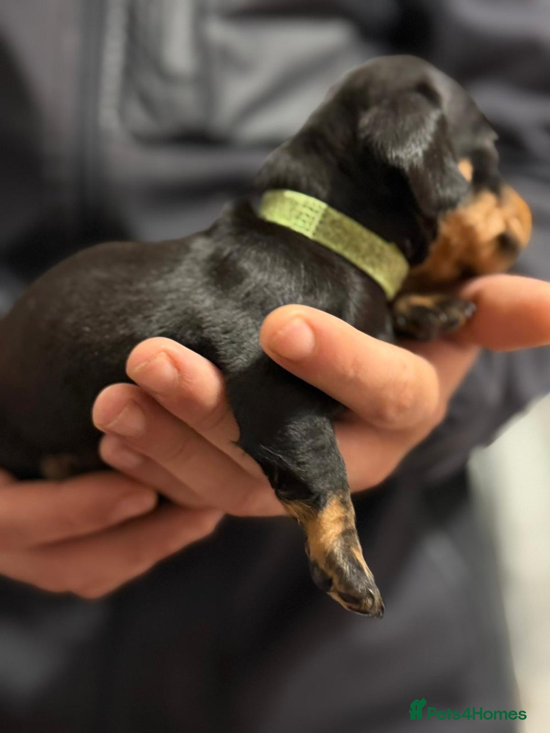 Miniature Dachshund dogs for sale: Minature dachshund puppies - Image 10