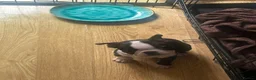 Boston Terrier dogs for sale: Ready now. 2 girls left Kc reg full collar Bostons - Advert 6