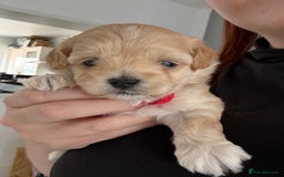 Maltipoo dogs for sale: Beautiful Male Maltipoo F1 Pups - Image 15