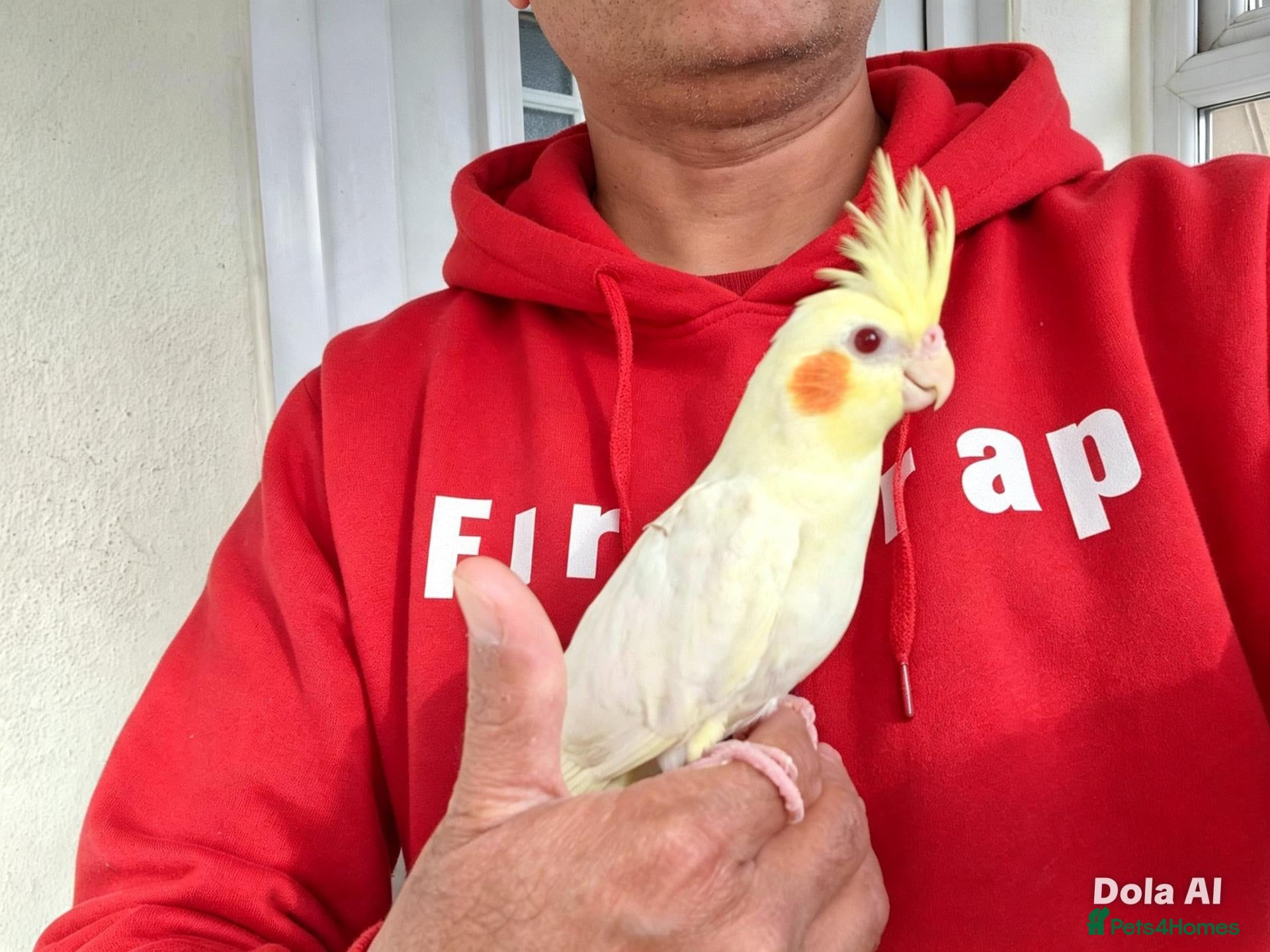 Cockatiels birds Super hand tamed baby cockatiel for sale - Advert 5