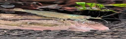 Other/Mixed Breed fish for sale: Tropical fish  - Advert 6