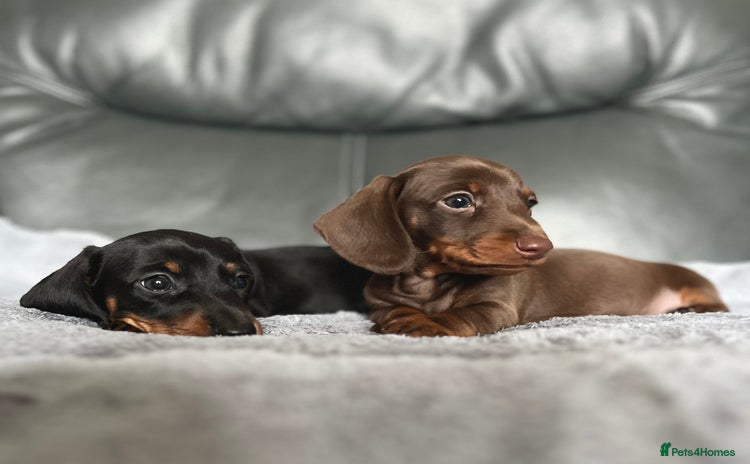 Miniature Dachshund dogs - Advert 8