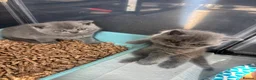 British Shorthair cats for sale: British blue shorthair GIRLS ready 20th June  - Advert 6