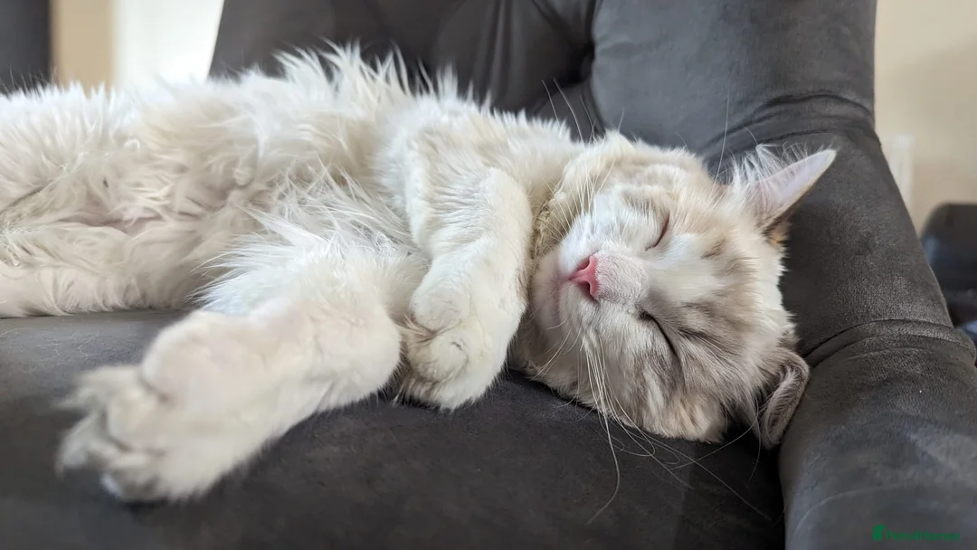 Ragdoll cats for sale: Beautiful Female Ragdoll Looking for a Loving Home - Advert 6