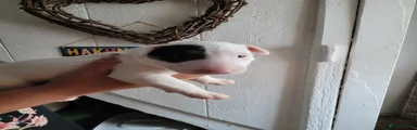 English Bull Terrier 1