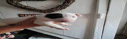 English Bull Terrier dogs for sale: Beautiful bullies boys - Advert 3