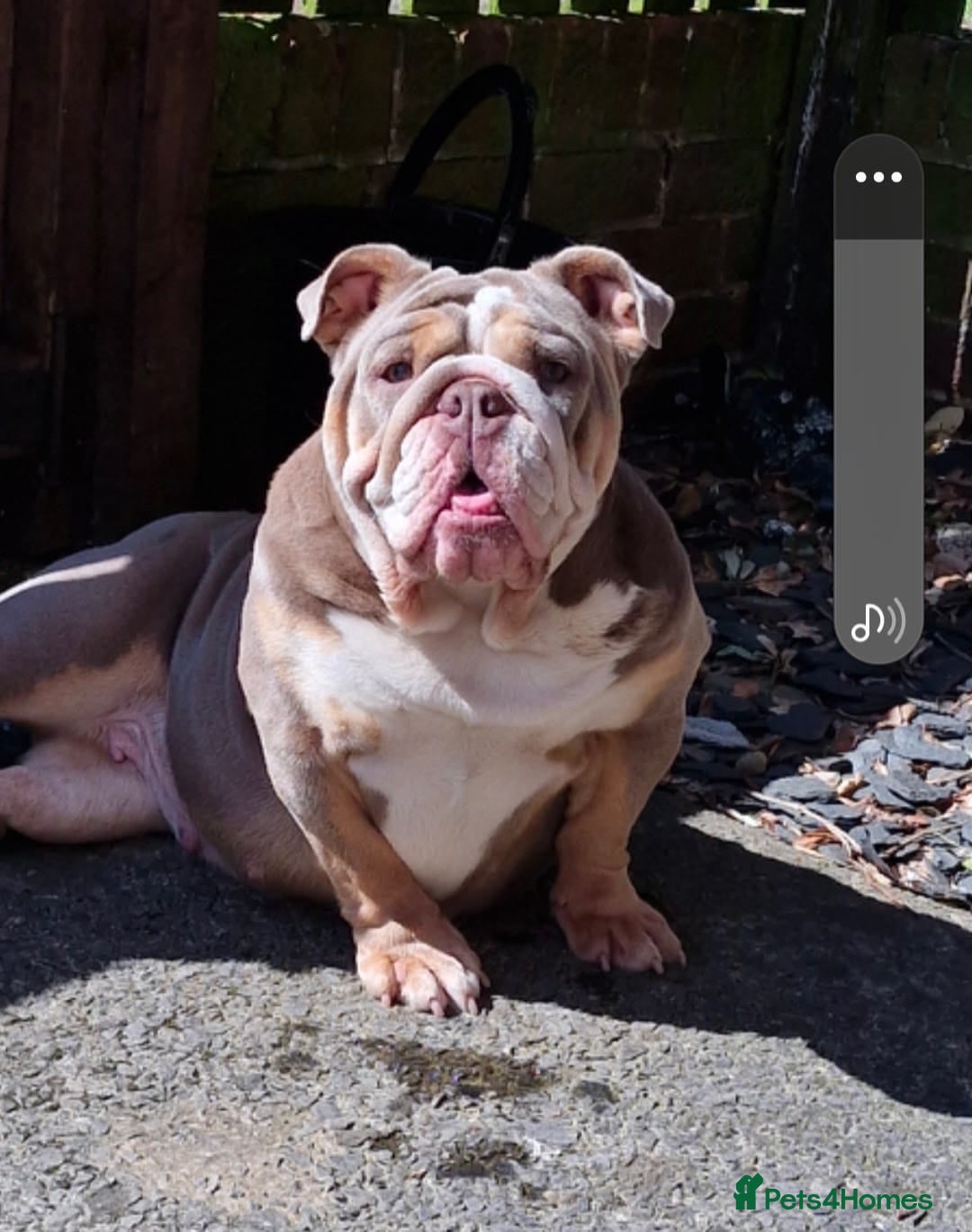 English Bulldog dogs for sale: Epic bullyz bulldog stella - Advert 4